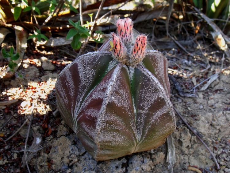 Astrophytum myriostigma var quadricostatum f zebra PT 254 San Antonio Tamaulipas 8 750