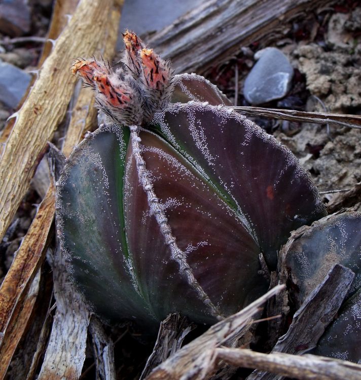 Astrophytum myriostigma var quadricostatum f zebra PT 254 San Antonio Tamaulipas 9 750