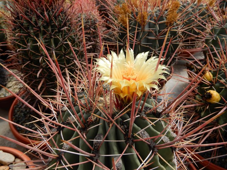 Ferocactus Rectispinus x