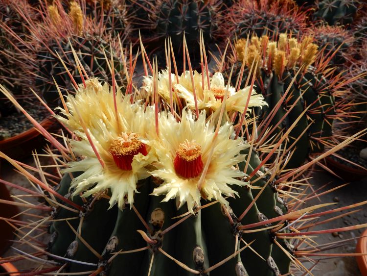 Ferocactus Rectispinus 2 kopie 750