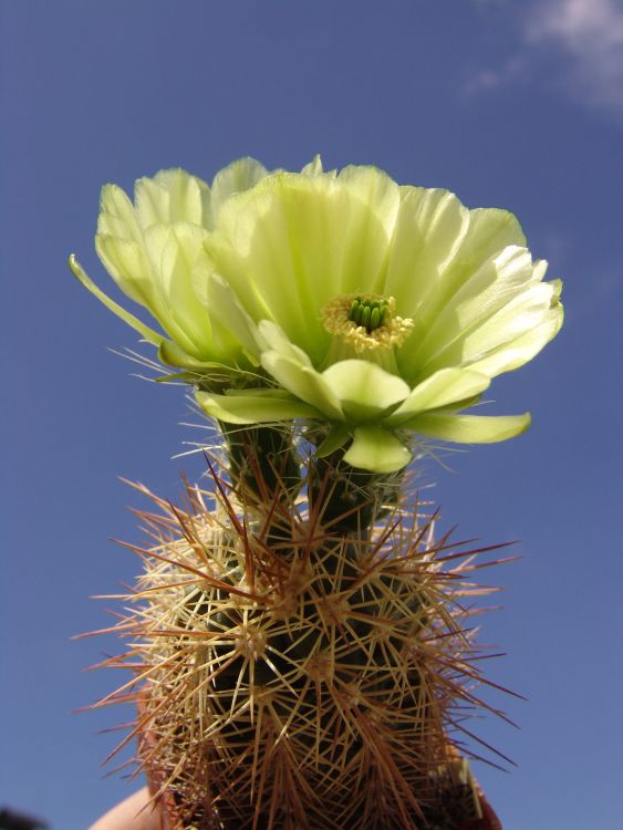 Echinocereus aff. x lloydii, f. se zeleným květem