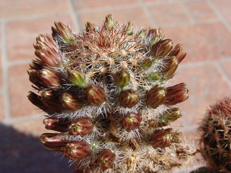 Echinocereus cylindricus SB 963 750