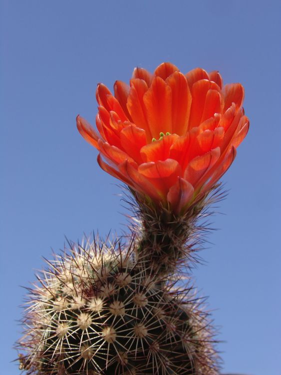 Echinocereus lloydii SB 731 Pecos Co TX 1 750