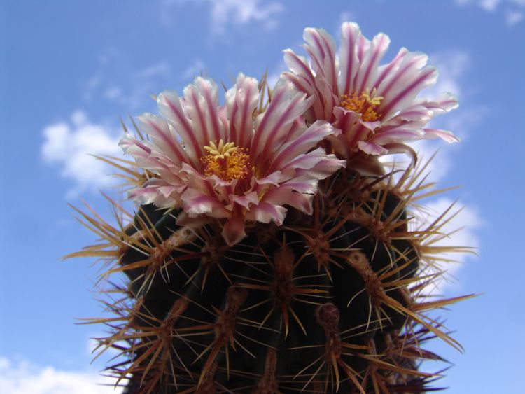 Ferocactus fordii PP 135 Ej Valle Tranquilo BC 1 750