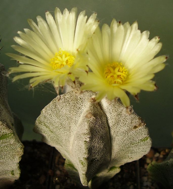 Astrophytum myriostigma ssp columnare El Huizache SLP ve sbrce autora 750