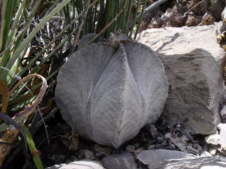 Astrophytum myriostigma ssp columnare PT 450 La Perdida TAM 1 750