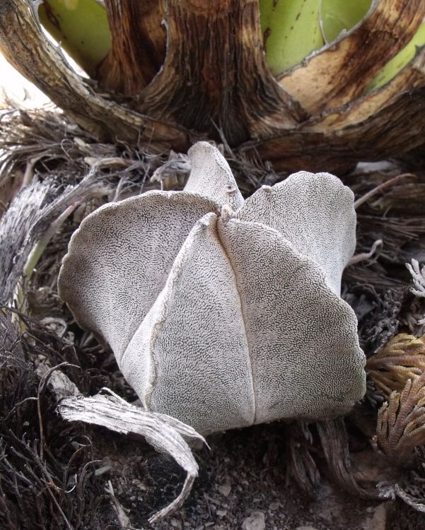 Astrophytum myriostigma ssp columnare PT 450 La Perdida TAM 2 750