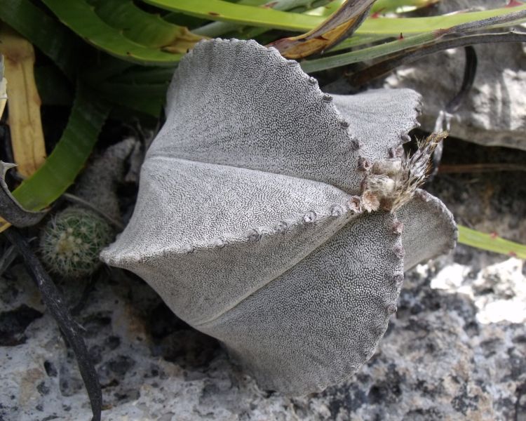 Astrophytum myriostigma ssp columnare PT 450 La Perdida TAM 3 750