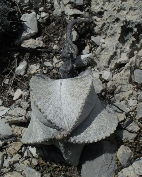 Astrophytum myriostigma ssp columnare PT 450 La Perdida TAM 4 750