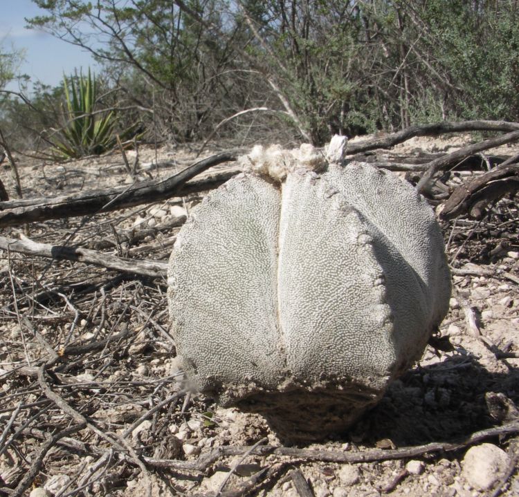 Astrophytum myriostigma ssp columnare PT 544 El Huizache SLP foto Ji Horal 750