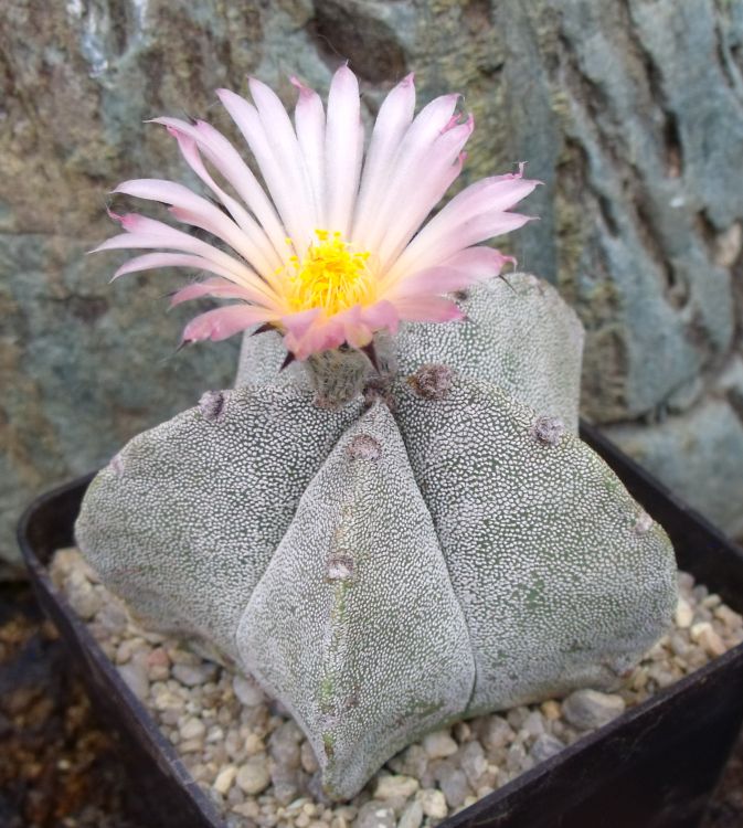 Astrophytum myriostigma subsp tulense 97 Mamaleon TAM ve sbrce autora 750