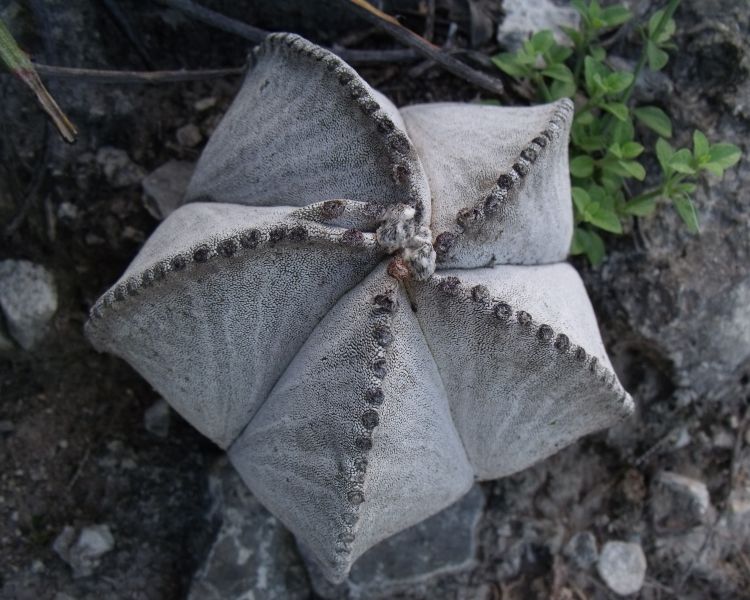 Astrophytum myriostigma subsp tulense PT 246 Mamaleon TAM 10 750