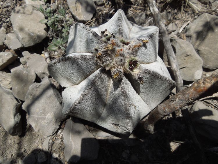 Astrophytum myriostigma subsp tulense PT 246 Mamaleon TAM 11 foto Ji Horal 750