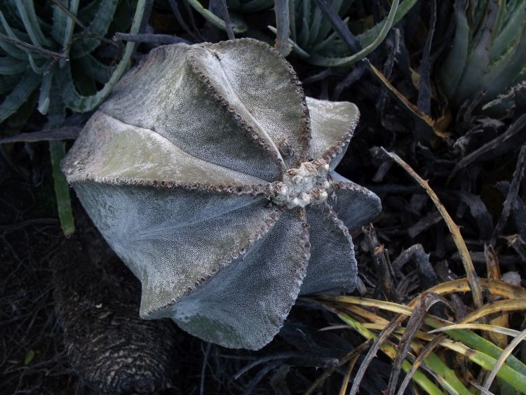 Astrophytum myriostigma subsp tulense PT 246 Mamaleon TAM 2 750