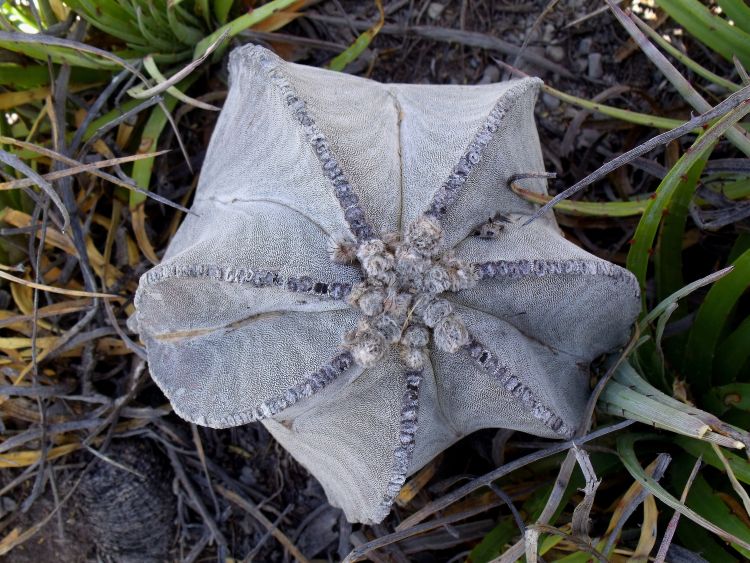 Astrophytum myriostigma subsp tulense PT 246 Mamaleon TAM 3 750