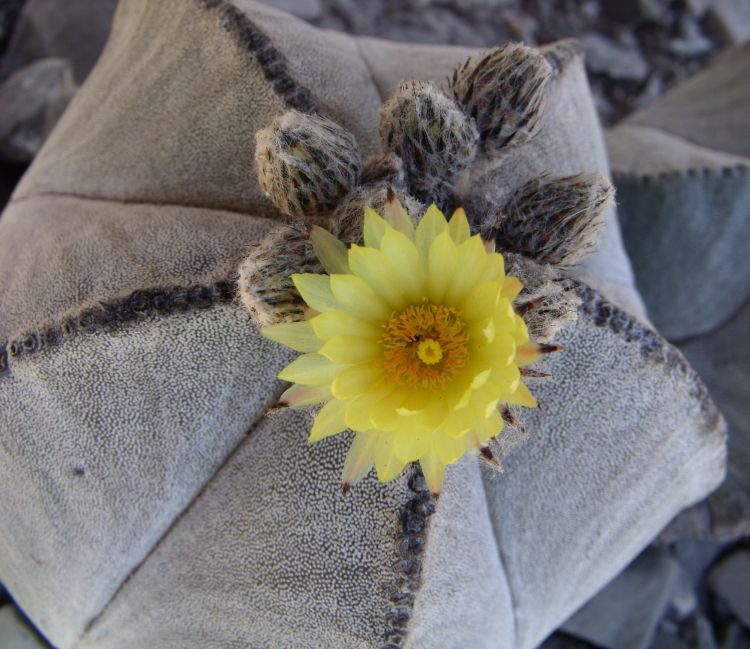 Astrophytum myriostigma subsp tulense PT 246 Mamaleon TAM 5 750