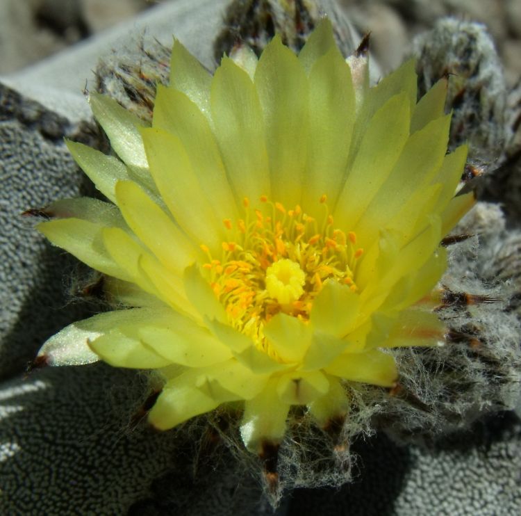 Astrophytum myriostigma subsp tulense PT 246 Mamaleon TAM 6 750