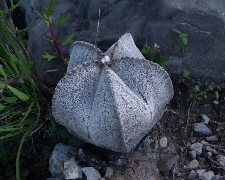 Astrophytum myriostigma subsp tulense PT 246 Mamaleon TAM 7 750