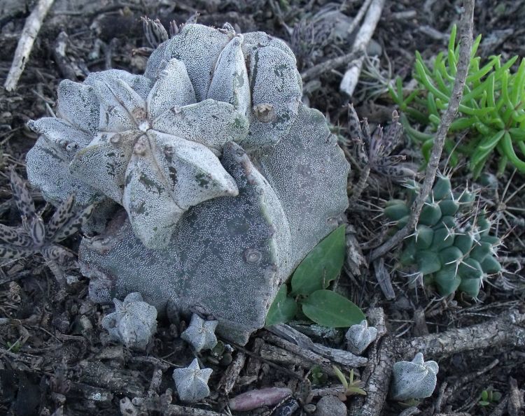 Astrophytum myriostigma subsp tulense PT 246 Mamaleon TAM 9 750