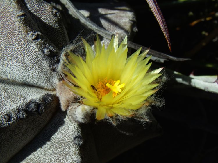 Astrophytum myriostigma subsp tulense PT 307 Calabacillas TAM 2 750