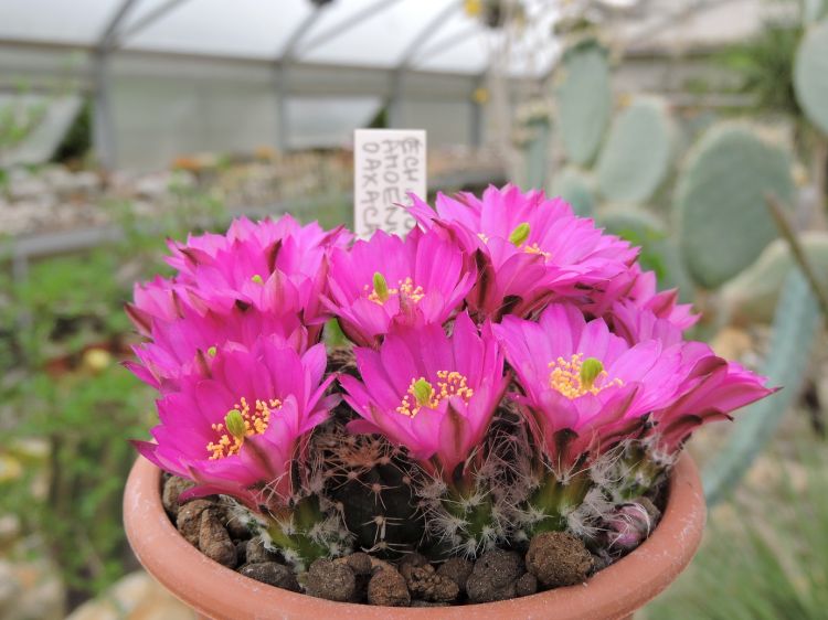 Echinocereus amoenus 750