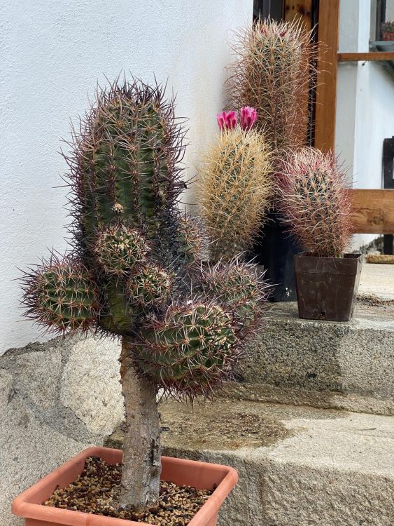 Echinocereus fereiranus v lindsayi