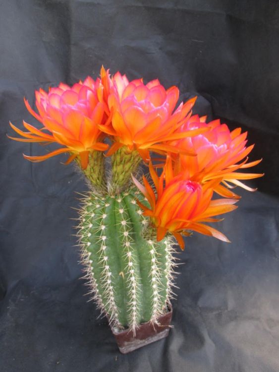 Trichocereus cv.