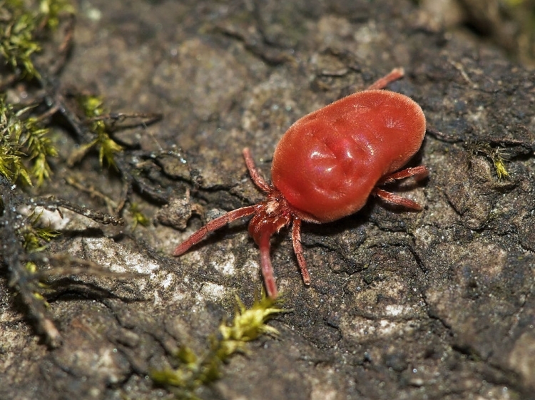 1024px Trombidium holosericeum LC0127