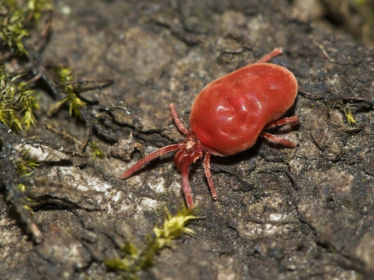 1024px Trombidium holosericeum LC0127