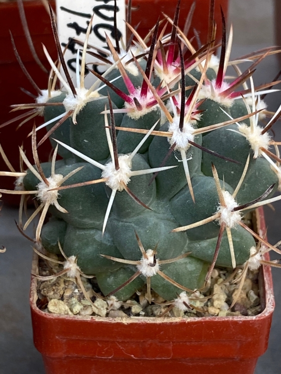 Sclerocactus glaucus SB 1740 Hanzelka 750