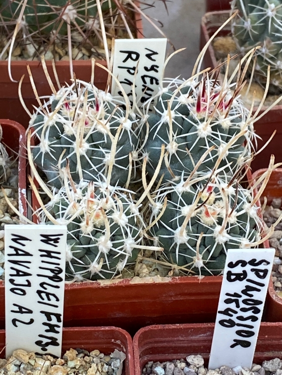 Sclerocactus nyensis RP 137 Hanzelka 750