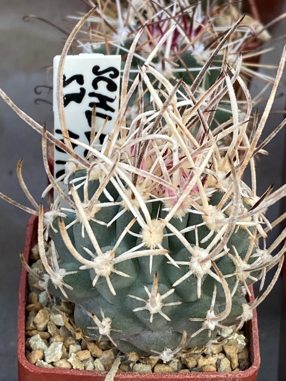 Sclerocactus spinossior schlesseri SB 1015 Hanzelka 750