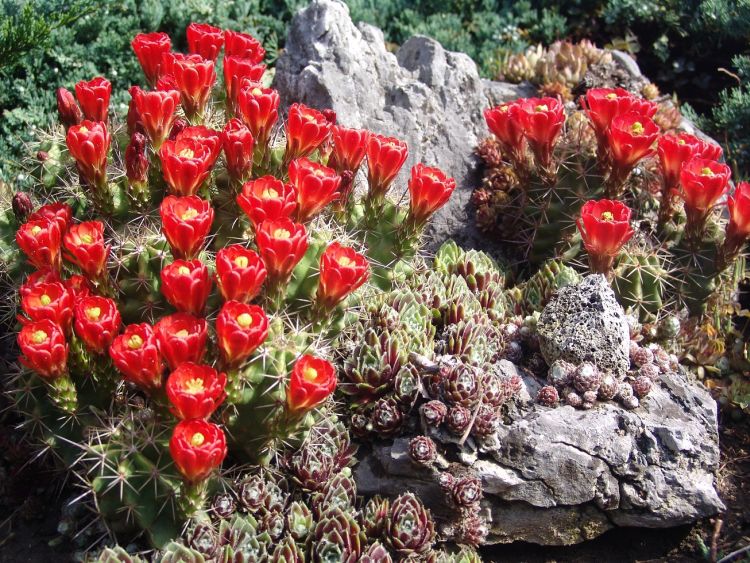 Echinocereus coccineus SB 406 20 5 2020 750