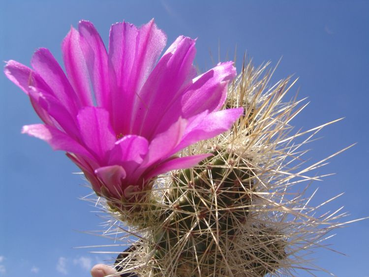 Echinocereus stramineus 750