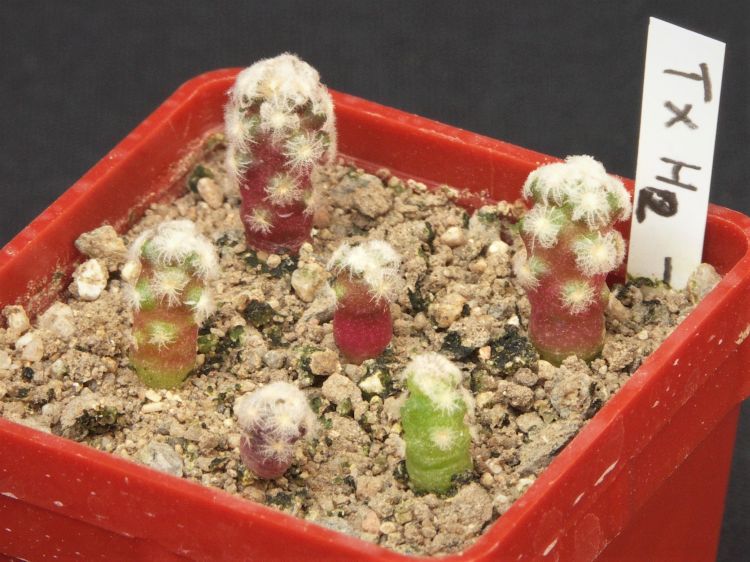 Mam theresae albiflora st z obr4 v dubnu 2020 750