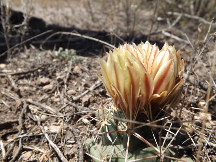 Coryphantha robustispina spp scherii 750