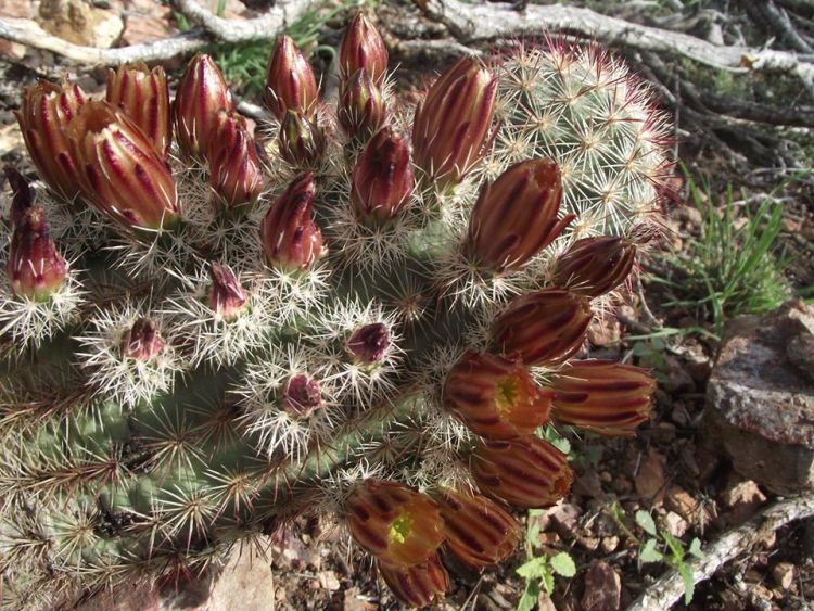 E chloranthus East of Chihuahua 750