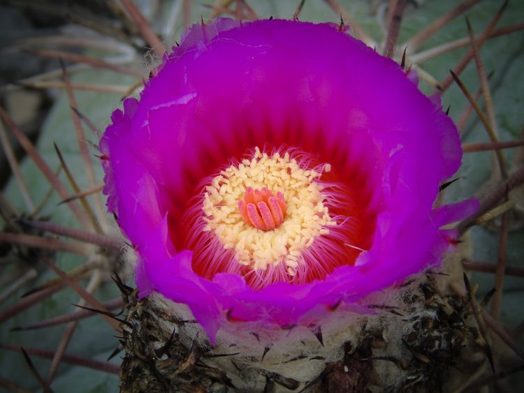 Echinocactus horizonthalonius Samalayuca 750