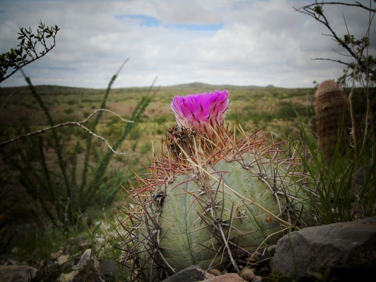 Echinocactus horizonthalonius Samalayuca 2 750