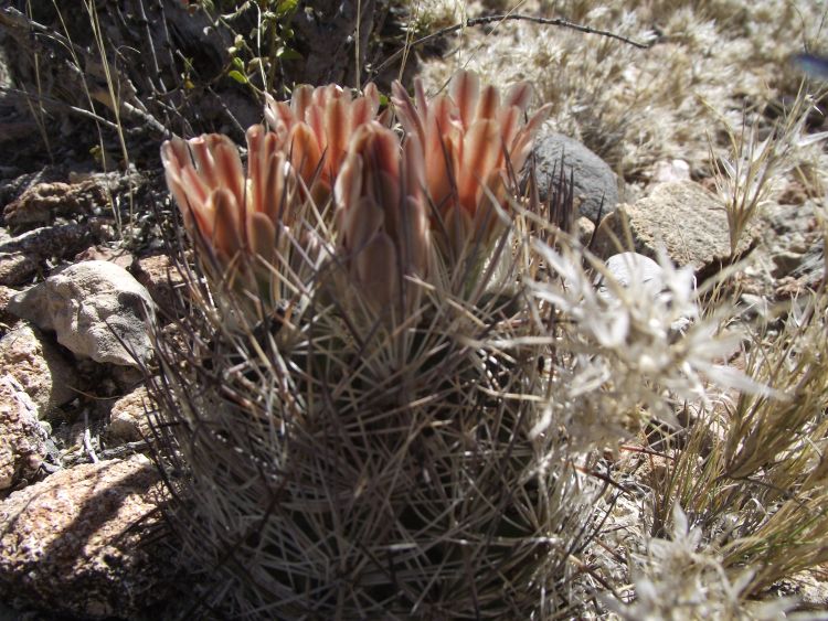 Echinomastus unguispinus spp duranguensis South of chihuahua 750