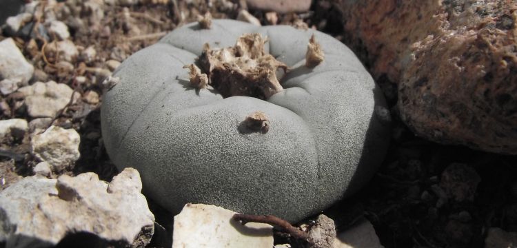 Lophophora williamsii 750