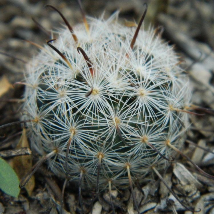 Mammillaria stella de tacubaya 750