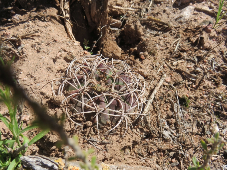 IMG 6067 Gymnocalycium guanchinense ASK10821 750