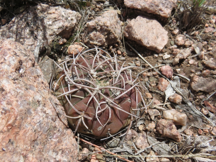 IMG 6105 Gymnocalycium guanchinense ASK10831 750