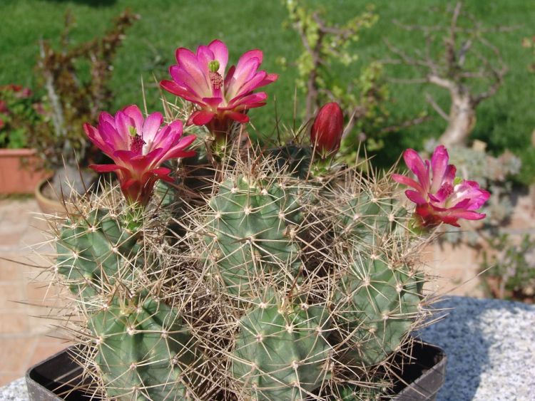 E triglochidiatus v gonacanthus SB 753 Mc Kimley Co NM 750