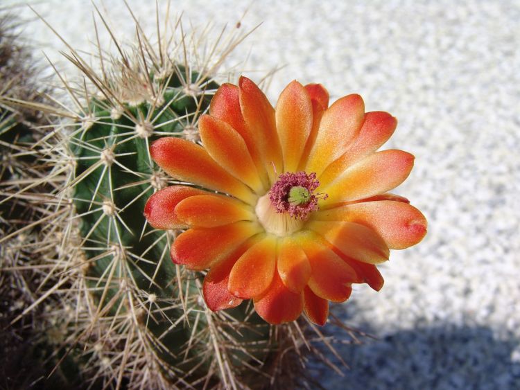 Echinocereus coccineus arizonicus PP 98 Huricane AZ 1 750