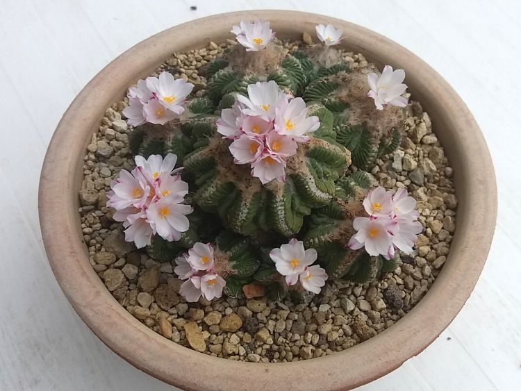 Aztekium ritteri