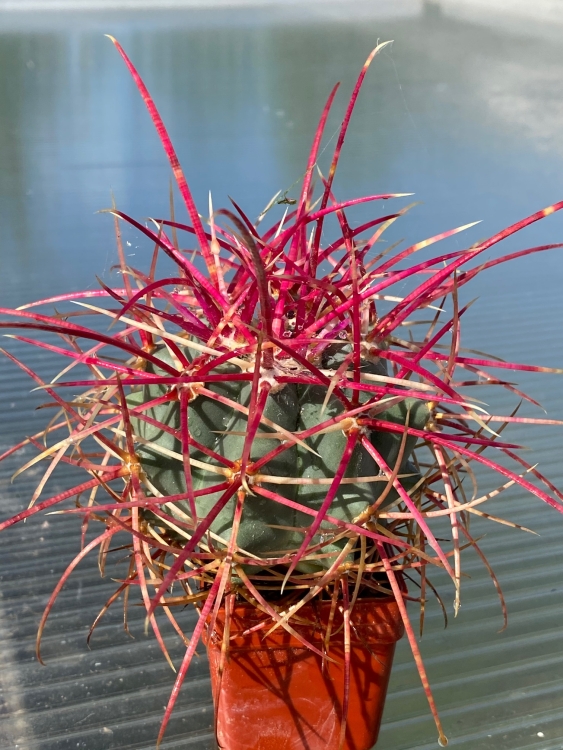 Ferocactus acanthodes Hanzelka 750