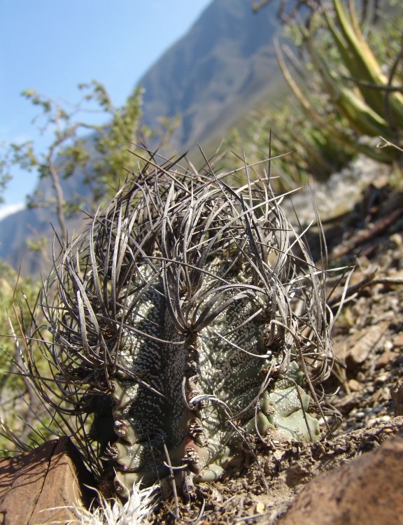 Astrophytum capricorne Cerro Colorado foto P Pavlek 750