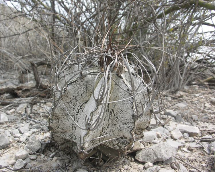 Astrophytum capricorne HR 516 Espinazo NL 750